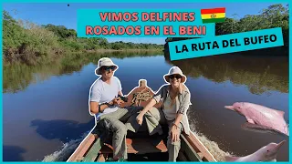 Encontramos DELFINES ROSADOS en el BENI🐬Recorriendo la RUTA DEL BUFEO en la AMAZONÍA BOLIVIA