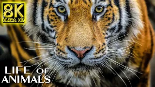 LIFE OF ANIMALS in 8K ULTRA HD 60fps - Wildlife and Animals with Real Nature Sounds