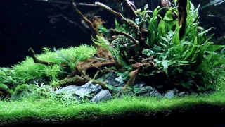 AQUASCAPE AMAZING 70 Days Update! -ADA 90P - "dream come true" - Nature Aquarium