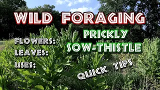 SUBDUALITY PRESENTS: Wild Foraging Series, Prickly Sow-Thistle, Quick Tips