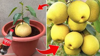 How to growing pears tree from pears is extremely simple and unique get the fastest fruit