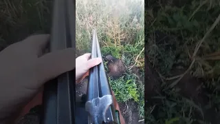 Охота на утку с дратхааром