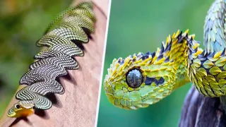 20 Most Unique Exotic Reptiles In The World