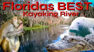 [Silver Springs, FLORIDA] BUCKETLIST KAYAKING TRIP!! Manatees, Monkeys, Gators and so much more!!