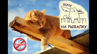 Смешные кошки и собаки. Когда кота забыл покормить. Funny videos about cats and dogs.