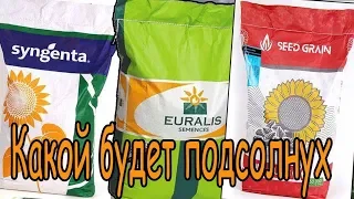 Какой подсолнух будем сеять в 2019 Syngenta, Euralis, Seed Grain.