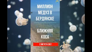 МИЛЛИОНЫ медуз в БЕРДЯНСКЕ - Ближняя коса - 2 августа 2021. #Shorts