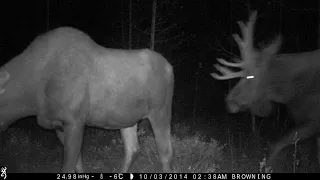 Moose Rutting Season