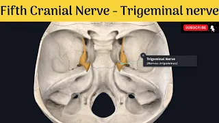 5th cranial nerve - Trigeminal nerve | Nucleus| Functional components| Trigeminal ganglion |Branches