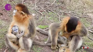 Six Golden Monkey Cubs Born in China's Shennongjia National Park
