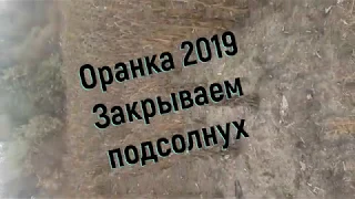 Оранка 2019 #2