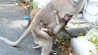 So Pity!, Cute Poor Baby Is Kidnaped By Young Female Monkey