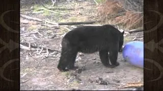 Rifle Black Bear Hunt in Canada - Tamra Lundin - MossBack