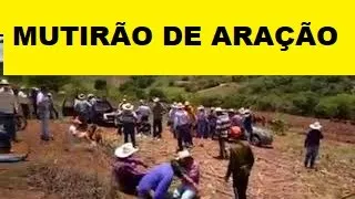 Mutirão de aração de terra com bois em Nova Resende/MG