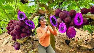 Harvesting Papaya Fruit Goes to market sell - Take care animals at farm | New Free Bushcraft