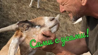 Сами с усами. Родовое поместье Ветровых (фильм)