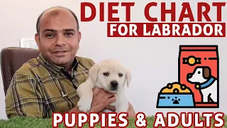 Diet Chart (Labrador Retriever) Full Day of Feeding Puppy & Adult Dog | Pet Food | Baadal Bhandaari