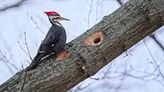 Pileated Woodpeckers  at 1/5 speed in Pittsburgh's Frick Park