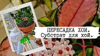 Пересадка хои. Готовим субстрат для пересадки. Хойя Аустрализ Лиза. Хойя Белла. Хойя Компакта.