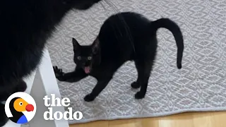 Cat Hilariously Judges Mom's Quarantine Habits | The Dodo Cat Crazy