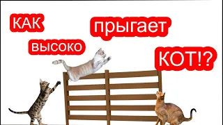 КАК высоко МОЖЕТ прыгнуть КОТ? / How high can a cat jump?