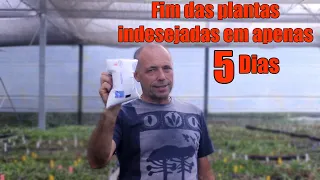 Elimine plantas indesejadas usando Sal - Herbicida Natural