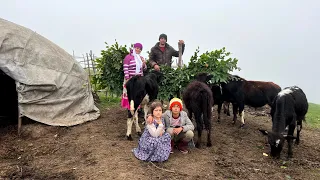 Nomads Daily Routine! Collecting Leaf's for Cows and Washing Dishes