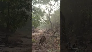 today morning safari tiger 🐅 bandhavgarhnational park 🏞️#trending #viral #video #wildlife#viralvideo