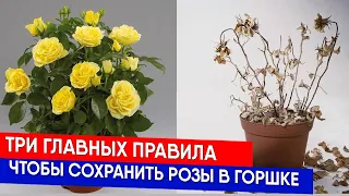 Три главных правила, чтобы сохранить розы в горшке