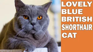 BRITISH SHORTHAIR BLUE CAT FUN !!! - 4K