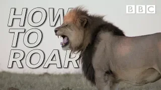 How do lions generate such a powerful roar? 🦁 | Big Animal Surgery - BBC