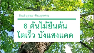 ต้นไม้บังแดดโตเร็ว ต้นไม้ยืนต้นให้ร่มเงา Fast-growing trees provide shade