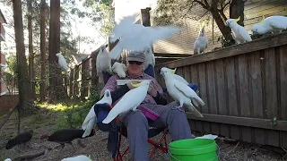 Mass flockulation! Wild birds arrive for a feed