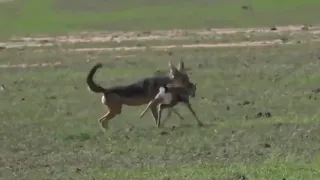 Amazing Grant’s Gazelle Save Baby From Jackal, Cheetah, Hyenas, Lion, Wild Dogs ¦Jackal Hunting Fail