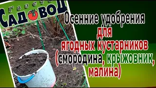 Осенние удобрения для ягодных кустарников (смородина, крыжовник, малина)