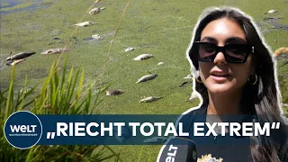 TOD IM WASSER: Massives Fischsterben durch anhaltende Hitze in Flüssen und Seen