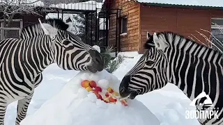 В челябинском зоопарке редкая саванная зебра впервые вышла в свет