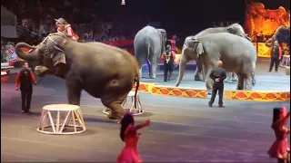 circus#viral Video#nabadwip