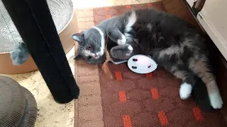 Как играют ПРАВИЛЬНЫЕ кошки