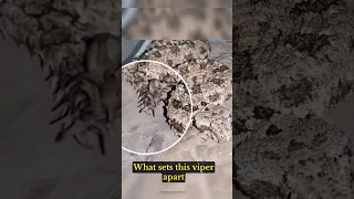 Tricks Bird Using His Spider Like Tail :Spider Tailed Viper #animals #animalbehavior #snake