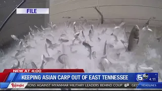 Keeping Asian carp out of East Tennessee
