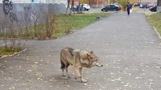 Волкособ испугался спасателей и умер. Real Video