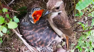 The cuckoo bird grows fatter and eventually falls out of the nest杜鹃鸟越长越胖，最终掉出了鸟窝