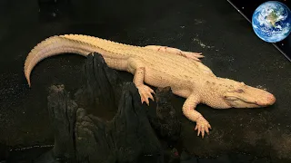 11 Albino Animals That Have Rarely Ever Been Seen | Nature And Wildlife