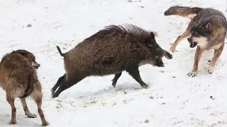 That's why Wild Boar doesn't run away from the Wolves!