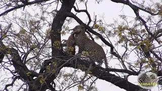 Louis The Leopard Hunt And Catch And Drag Small Antelope (Still Alive) Up A Tree