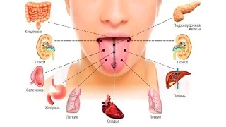 Взгляните на свой язык и вы узнаете о состоянии ваших внутренних органов