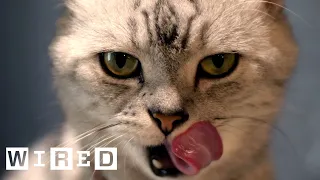 Cat Expert Explains Why Some Cats Eat Human Corpses | WIRED