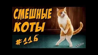 Смешные Кошки и Коты Приколы с котами До Слёз 2018 Funny Cats