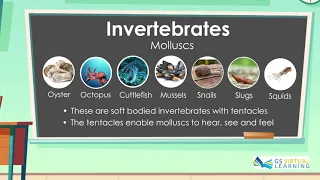 Lesson 7   Invertebrates